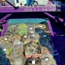 뉴코스모스호 2 이미지