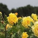 들장미(Austrian Briar Rose) 꽃말 ; 사랑스러움 이미지