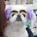 안양펫애견용품할인마트