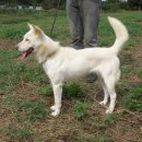 마한애견 이미지