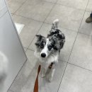 멍멍하개 이미지