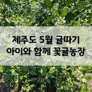 금치농장 | 제주도 5월 카라향 귤 따기 체험 꽃귤농장 초등 아이들과 함께