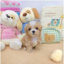 강아지분양 꽃강아지 중랑점 | 푸들분양 꽃강아지중랑점 강아지분양 운명 같은 만남, 여기서 시작해요