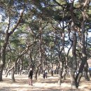 송림(松林) 이미지