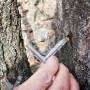 고로쇠펜션 이미지