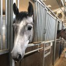 아기다리고기다리던🐴전국민힐링승마체험~~승마 10회 저렴하게 타고 싶은 사람 이리오세요!!! (8/27 밤 12시까지신청!!)+추가 이미지