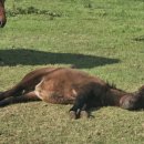 제주특별자치도 축산생명연구원 이미지