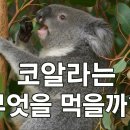 코알라 - 중구 남대문시장4길 21 | 코알라