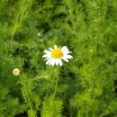 캐모마일(Chamomile) 차 이미지