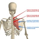 해부학적 운동 군자점 이미지