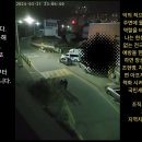 20240321 초등학교 어린이보호구역 내 조용한 심야 주택가 지속반복적인 기침, 가래뱉기 위장 및 조작 이미지