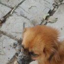 봄날의 담양 민박 이미지