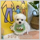 퍼피댕 강아지분양 무료분양 대전유성점말티즈포메라니안입양 | 공주강아지분양 퍼피댕 방문 후기