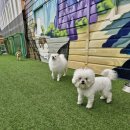 공감애견학교 | 김포애견호텔로 유명한 "공감애견학교"를 소개해요!!