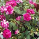 선화양봉 이미지