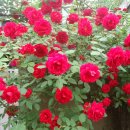 마천 2 농장 이미지