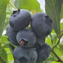 블루베리 묘목 판매/ 생과판매 이미지