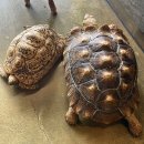 <청주>아이와 갈만한 곳 수암골 실내동물원“애니멀빌리지”후기