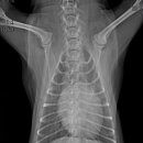 늘사랑 양한방 동물병원 이미지