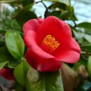 2월 3일의 꽃은 '동백나무 (Common camellia)' 이미지