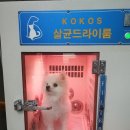 도그밀리 이미지