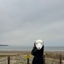 [태안 여행] 가볼만한곳_왕추천! /신두리 해안사구 / 사막 / 모래언덕 / 산책 / 포토존 / 주차 / 국내...