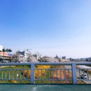 무심천 벚나무길 이미지