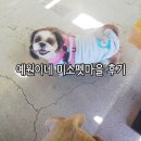 미소펫샵 | 예원이네 미소펫마을 애견카페 후기/반야월 애견카페