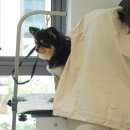 오늘도 이쁘개 이미지