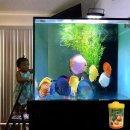 피엠디 코리아(PMD KOREA) | 프리미엄 관상어사료 ㅣ 타이요, 한국 런칭