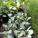 푸른농장 이미지