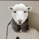 메디컬랩 | 메디컬랩 목 견인기 내 돈 내산 후기