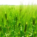 보리와철새 이미지