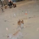 피터펫카페 일산점 이미지