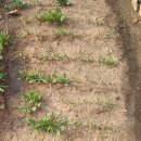 삼송농장 이미지