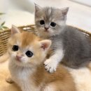 미오미오 고양이분양 이미지