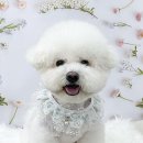 하루가다르개 이미지