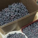 산바래기농장 | [산들하루 - 나눔의 현장, 블루베리 주스💙🍓🥤]