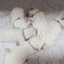 글로리아 켄넬 이미지