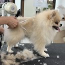 애견미용사 3급 자격증 과정 1 이미지