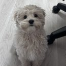 어여쁘개 이미지