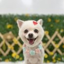 댕이발소 이미지