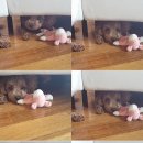 선호두랑파이
