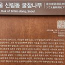 한 번에 훑어보는 논어 | 서울의 천연기념물 나무들