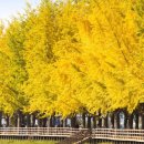 황금빛 가로수길 이미지