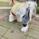 댕토피아 이미지