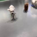 매일행복하개 이미지