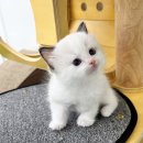 강아지와고양이 이미지