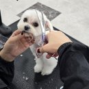 사람과 애견미용 이미지