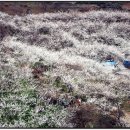 고향의 봄 이미지